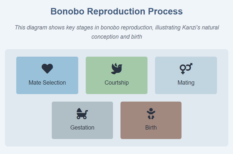 Two-row diagram showing bonobo reproduction process: mate selection, courtship, mating, gestation, and birth with icons.